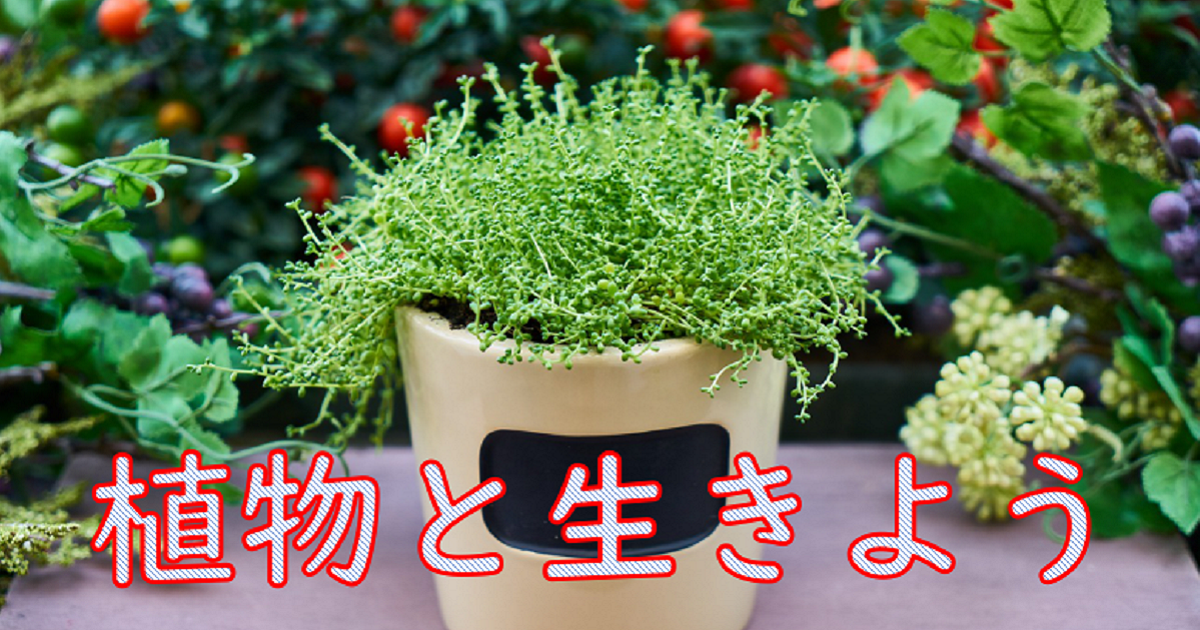 植物の浄化エネルギー 植物を育てるスピリチュアルな効果について Utena 佐藤想一郎公式ブログ