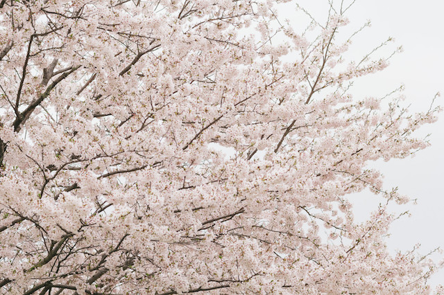 桜のスピリチュアルな意味とパワー｜日本人の精神美のモチーフ｜GLOBO スピリチュアルの学び